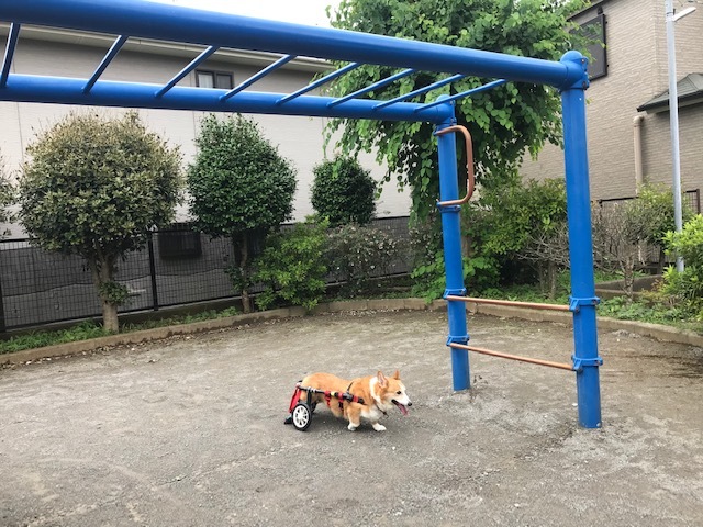 お年寄りキラーだけど_f0242002_11443424.jpg