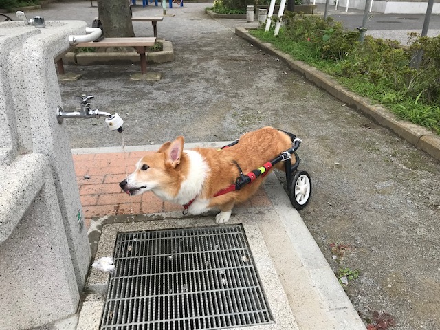 お年寄りキラーだけど_f0242002_11444261.jpg