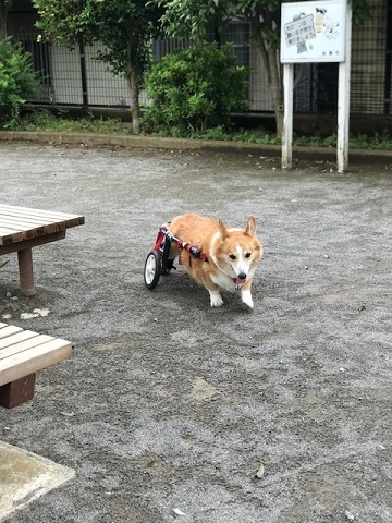 お年寄りキラーだけど_f0242002_11522673.jpg