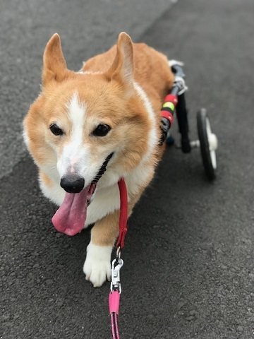 お年寄りキラーだけど_f0242002_11533137.jpg