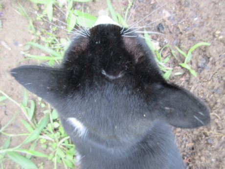 オジねこの三日月ハゲ、ジュズサンゴの花_a0203003_20304485.jpg