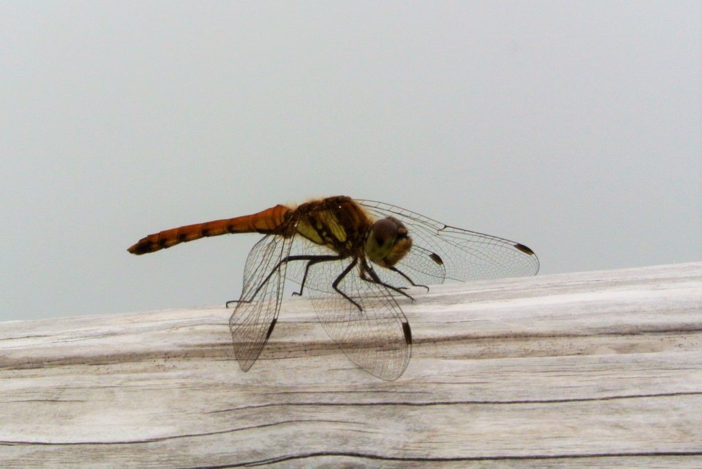 a0148206_14541485.jpg