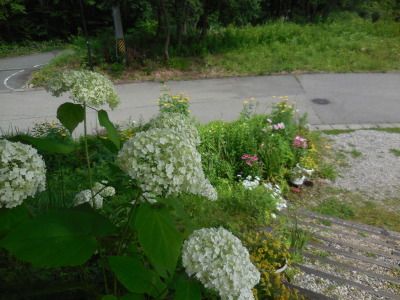 2019年 7月24日(水) 晴れ のち 雨 24度_f0210811_13020342.jpg
