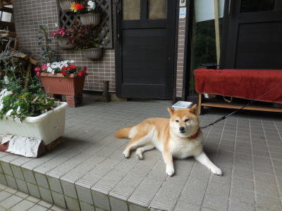2019年 7月24日(水) 晴れ のち 雨 24度_f0210811_13022393.jpg