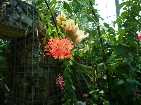 風鈴仏桑花 Arekore