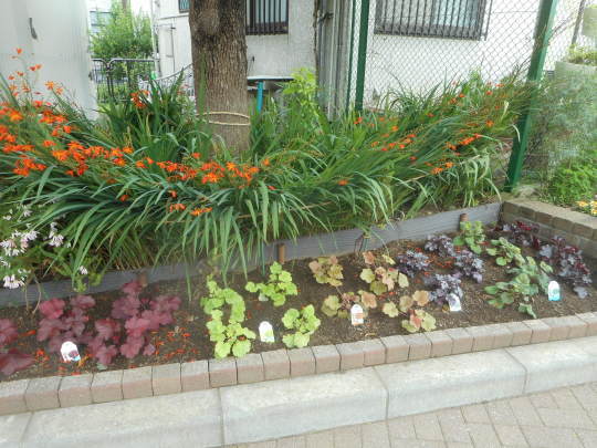 葉っぱ ヒューケラ 植えました 台町公園ブログ