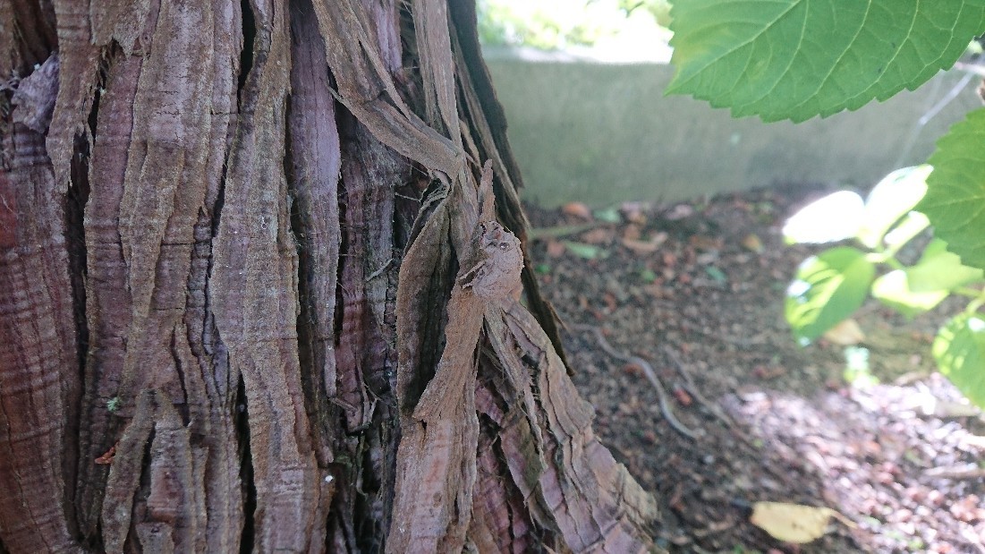 e0137130_21220557.jpg