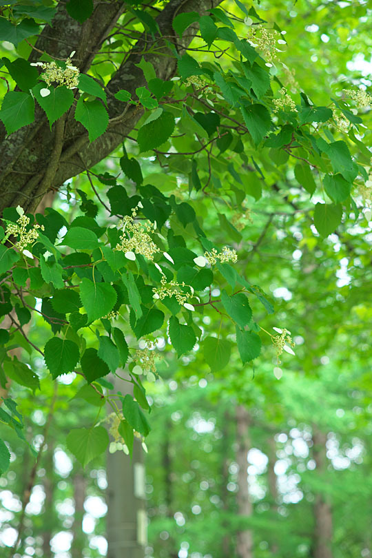c0067040_23043007.jpg