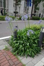 築地場外市場の密着24時 (ヒルナンデス)_e0080345_14571272.jpg