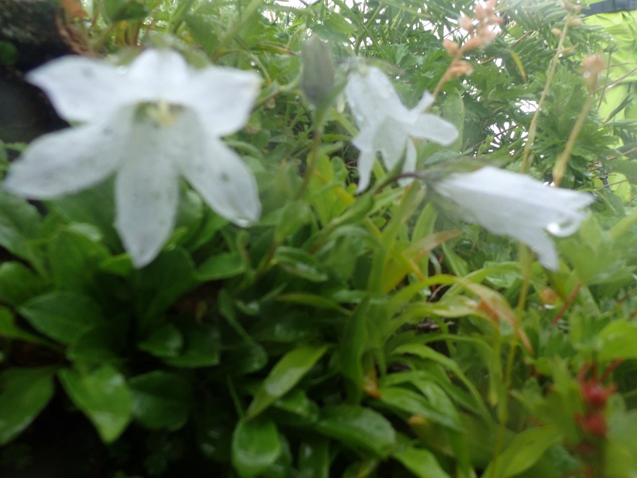 2019/7/19~21飯豊山 その1 梶川尾根から梅花皮小屋_b0189948_23485123.jpg