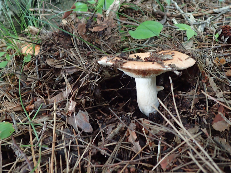 f0214649_04254147.jpg