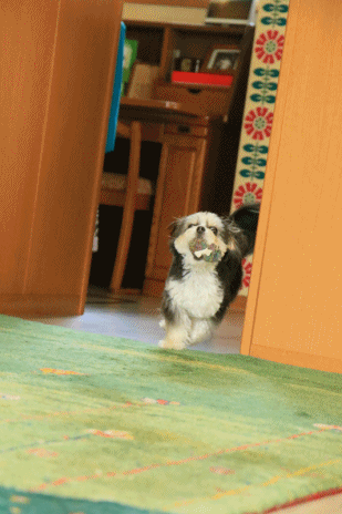 c0145250_15513691.gif