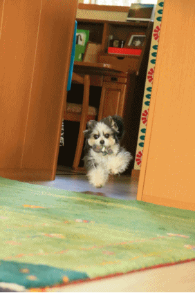 c0145250_15514518.gif