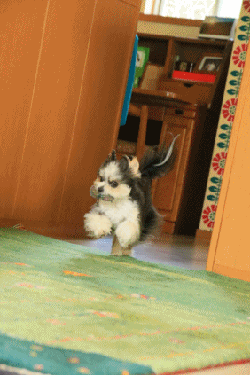 c0145250_15515194.gif