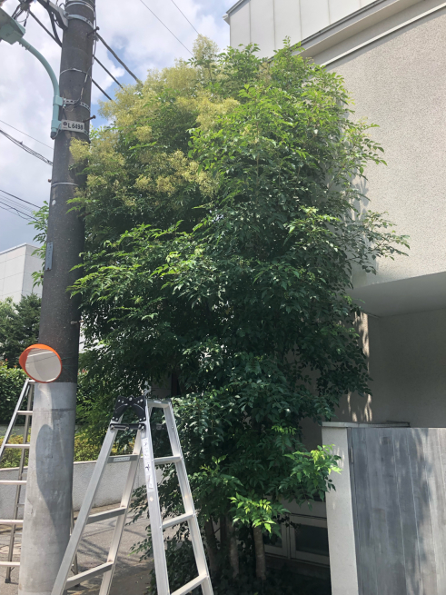 トネリコの剪定 サッパリと 目黒区 都立大の 花屋 Moco 花と 植物で楽しい毎日 一人で全力で営業中 トネリコの剪定 サッパリと 目黒区 都立大の 花屋 Moco 花と 植物で楽しい毎日 一人で全力で営業中