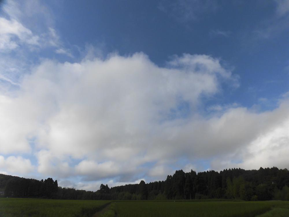 ポーチュラカ_e0024554_21073335.jpg