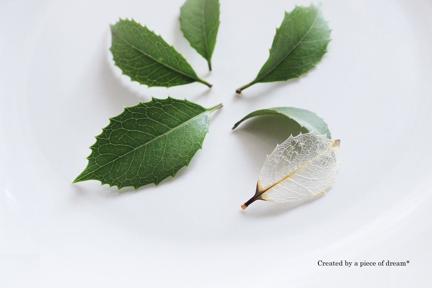 葉脈標本(スケルトンリーフ)で可愛い雑貨やアクセサリーを作ってみよう!【hanaの植物あそび 〜vol.1〜】_b0160880_10072217.jpg