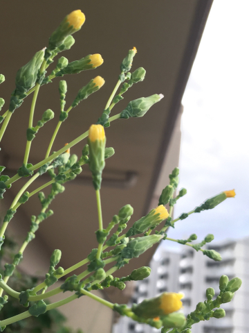 サニーレタスの花って 知ってますか ひとり言 サニーレタスの花って 知ってますか ひとり言