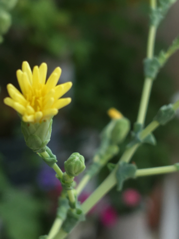 サニーレタスの花って 知ってますか ひとり言