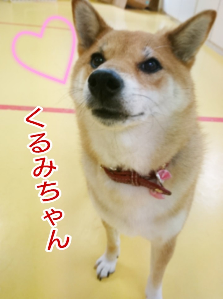 ボール大好きくるみちゃん_f0357682_17480161.jpg