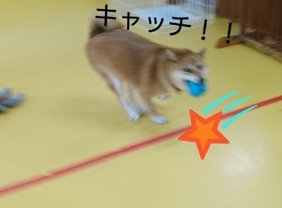 ボール大好きくるみちゃん_f0357682_17482279.jpg