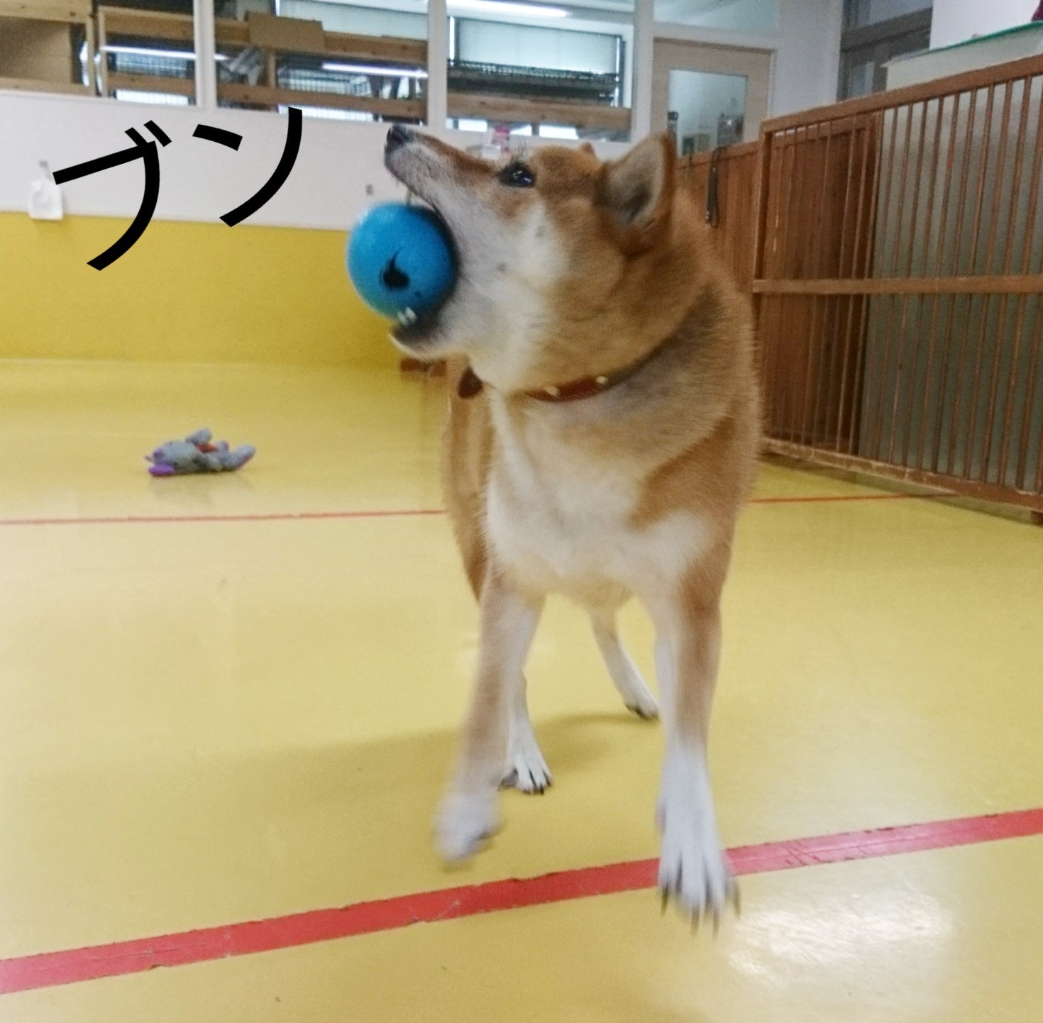 ボール大好きくるみちゃん_f0357682_17484127.jpg