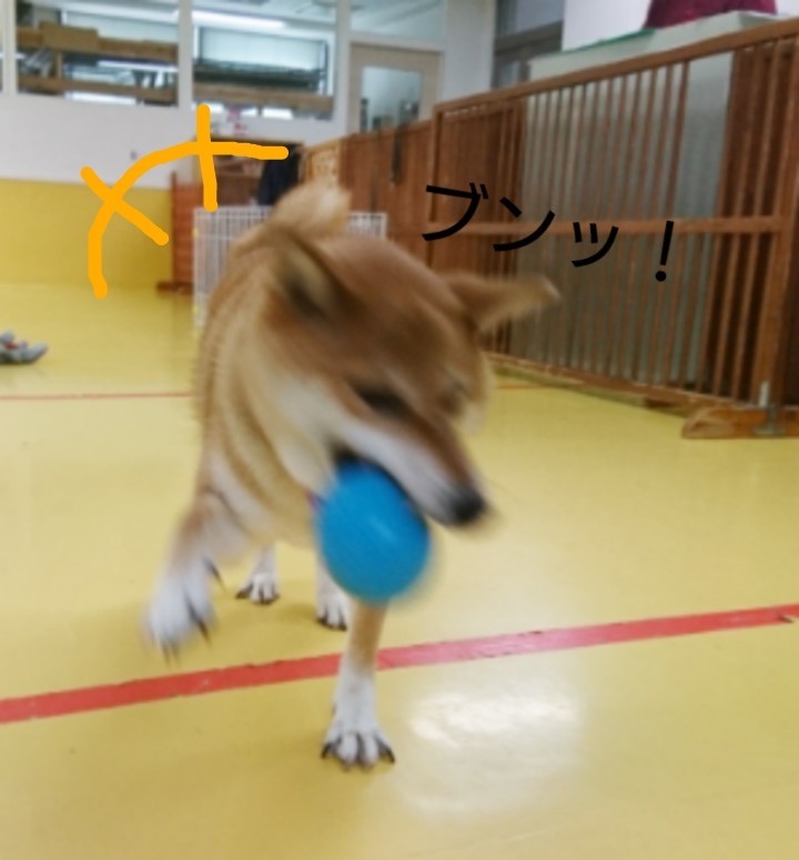 ボール大好きくるみちゃん_f0357682_17485627.jpg