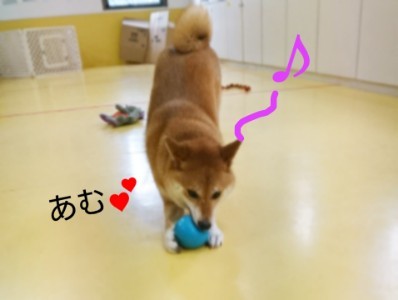 ボール大好きくるみちゃん_f0357682_17492507.jpg
