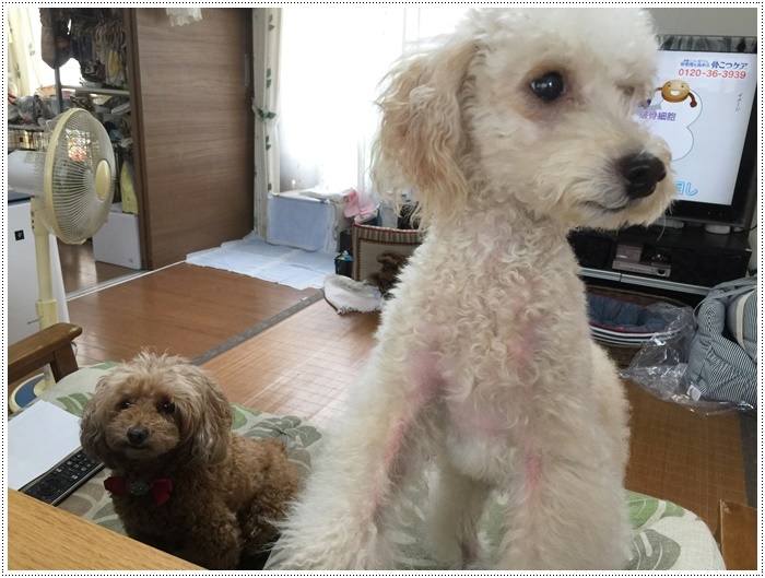 九州と、西日本、梅雨明けしました~昨年より1週間も遅いと言うけど、期間は短かったみたい。。。_b0175688_20290937.jpg