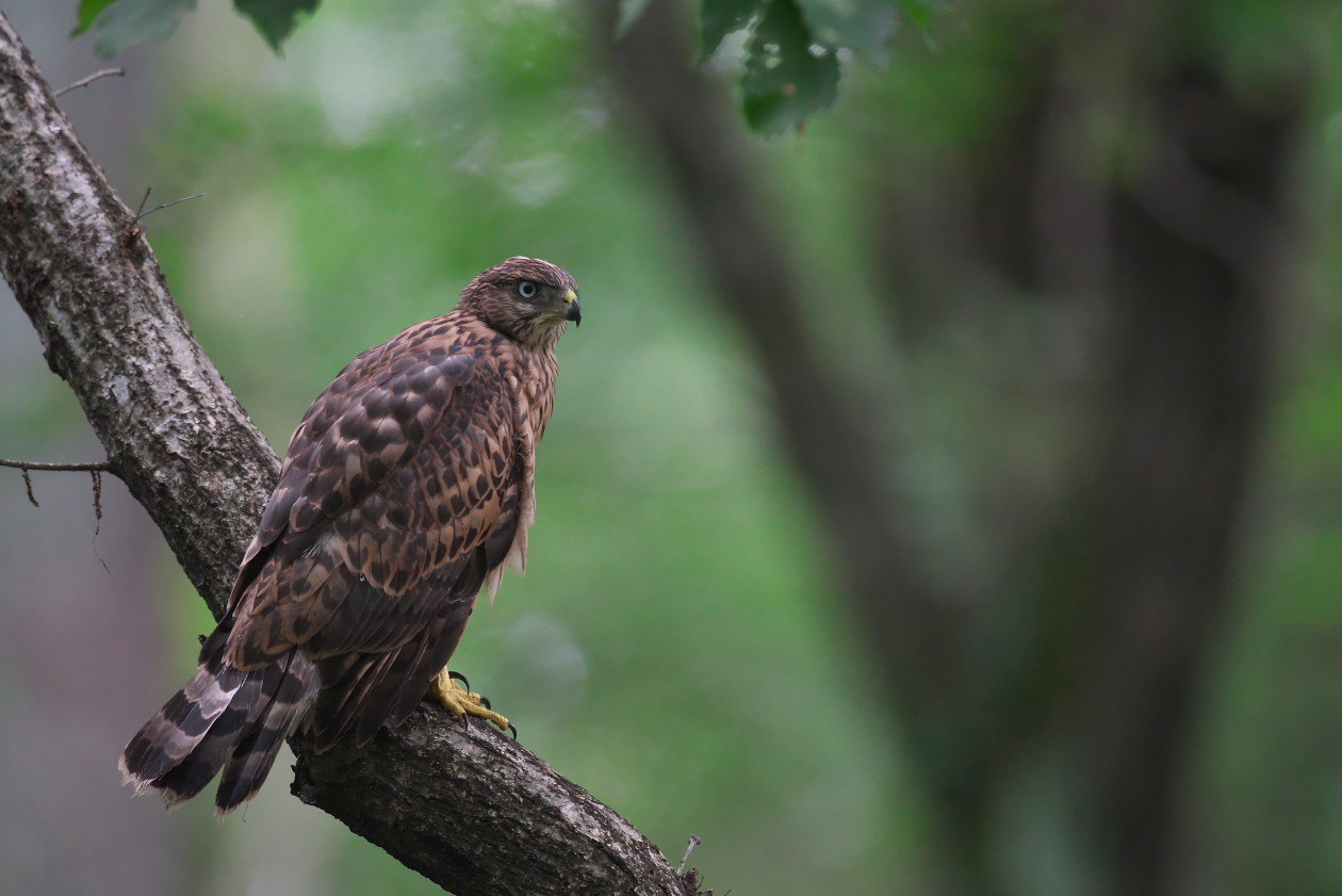 オオタカ若鳥 巣立ち 瑞穂の国の野鳥たち オオタカ若鳥 巣立ち 瑞穂の国の野鳥たち
