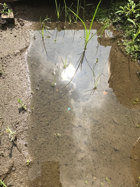 梅雨明け_f0204295_20534134.jpg