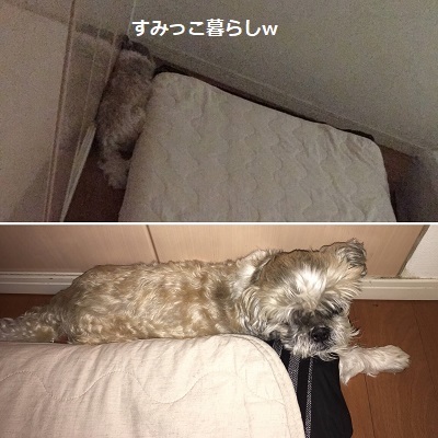 王子の病院デーとドナドナデー。_f0372998_16095154.jpg