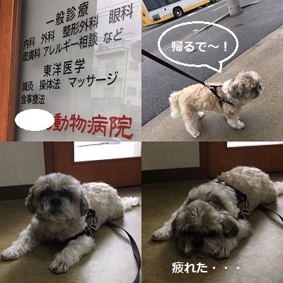 王子の病院デーとドナドナデー。_f0372998_16103377.jpg