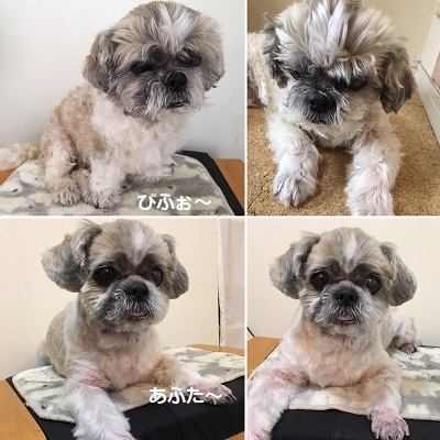 王子の病院デーとドナドナデー。_f0372998_16105698.jpg