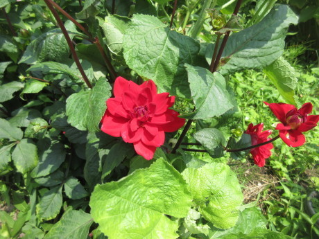 ダリア葎澤紅・胡瓜の炒め物など_a0203003_20341231.jpg