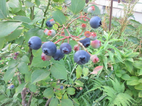 ダリア葎澤紅・胡瓜の炒め物など_a0203003_20350754.jpg