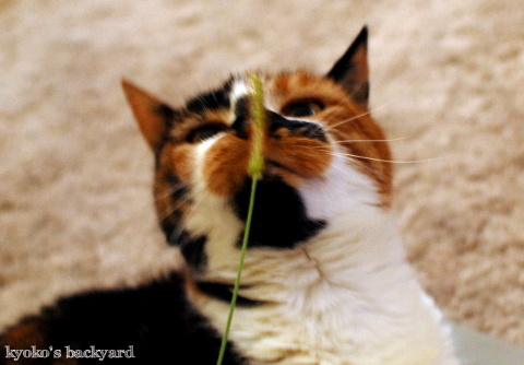 天然ねこじゃらし_b0253205_03240715.jpg