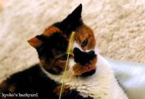 天然ねこじゃらし_b0253205_03241759.jpg