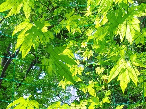 f0364707_23114203.jpg