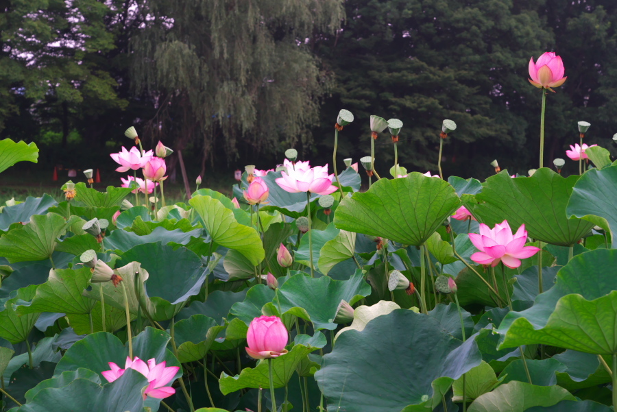 古河市　古河総合公園の大賀蓮2_a0263109_17502801.jpg