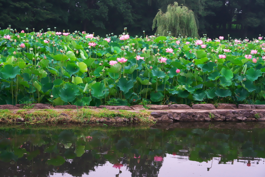 古河市　古河総合公園の大賀蓮2_a0263109_17502837.jpg