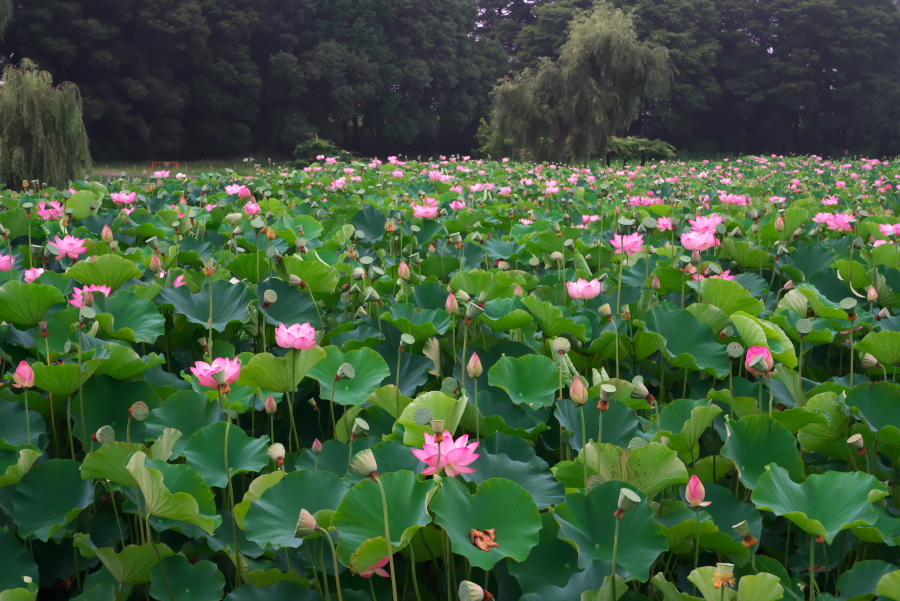 古河市　古河総合公園の大賀蓮2_a0263109_17502866.jpg