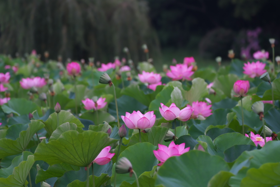 古河市　古河総合公園の大賀蓮2_a0263109_17510929.jpg