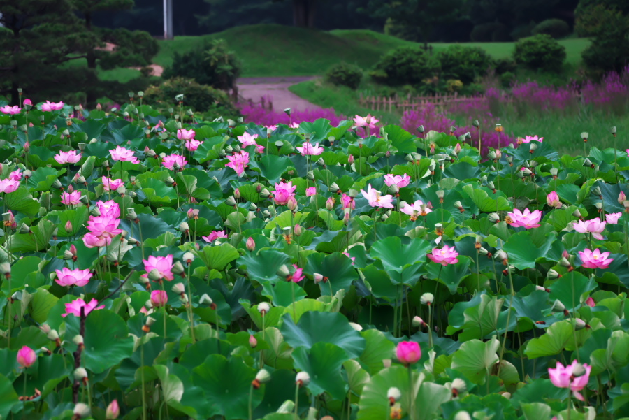 古河市　古河総合公園の大賀蓮2_a0263109_17512651.jpg