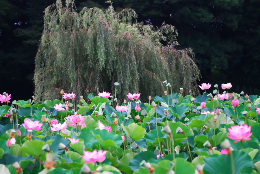 古河市　古河総合公園の大賀蓮2_a0263109_17512701.jpg