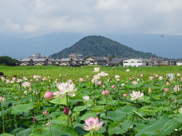 藤原宮跡の蓮_b0299042_14005964.jpg