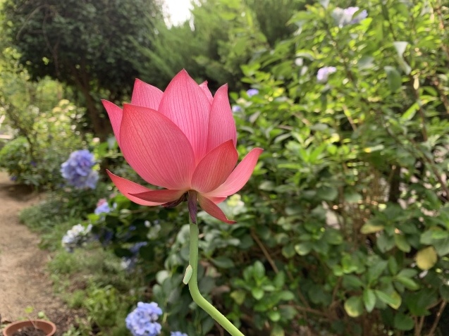 d0145345_01291728.jpeg