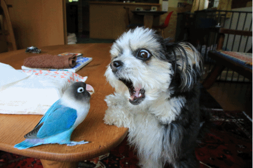c0145250_10324905.gif
