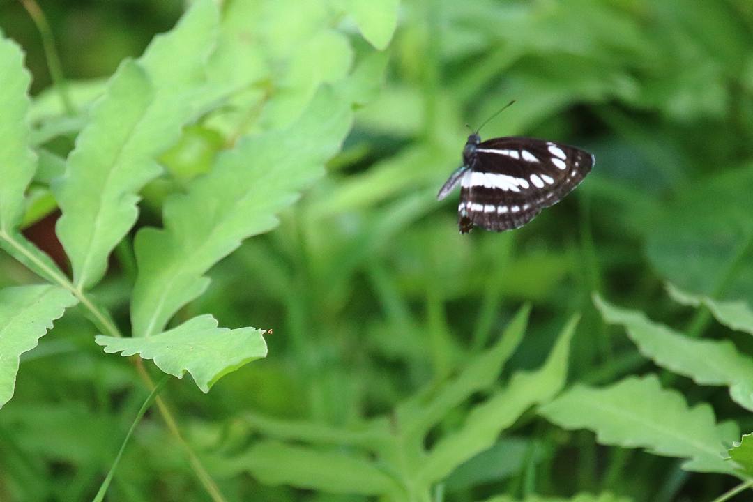 e0403850_08183297.jpg