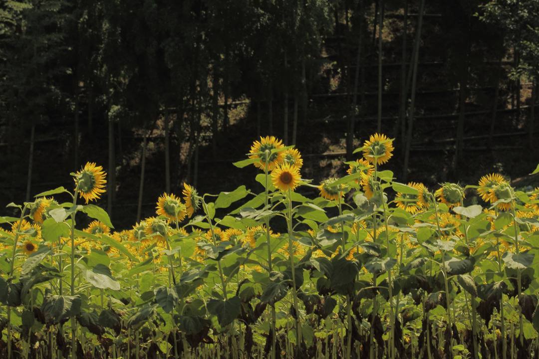 e0403850_14555097.jpg